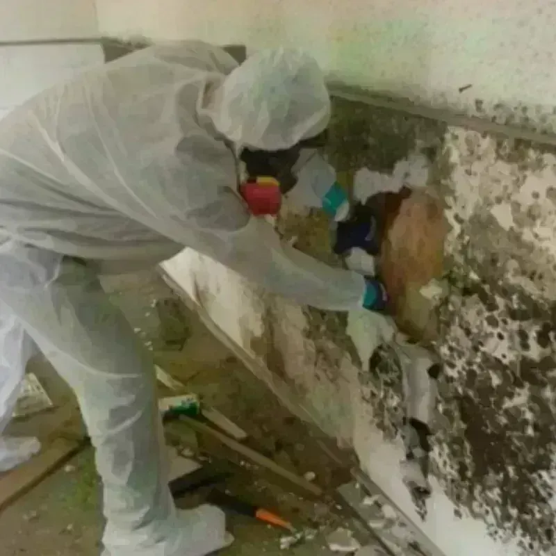 Mold Remediation and Removal in Lents, OR